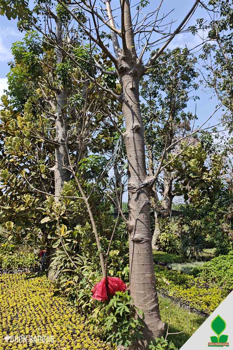 Pohon Baobab Lingkar 50 cm UP