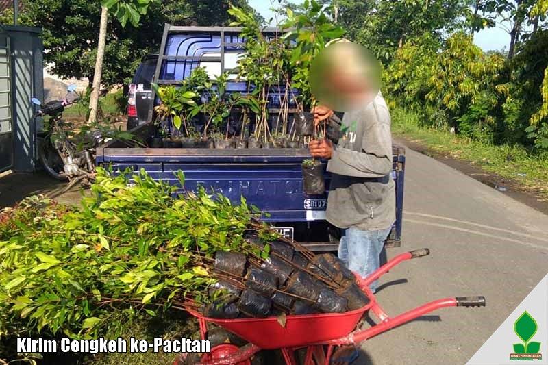 Pengiriman Cengkeh Zanzibar ke-Pacitan