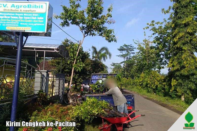 Pengiriman Cengkeh Zanzibar ke-Pacitan