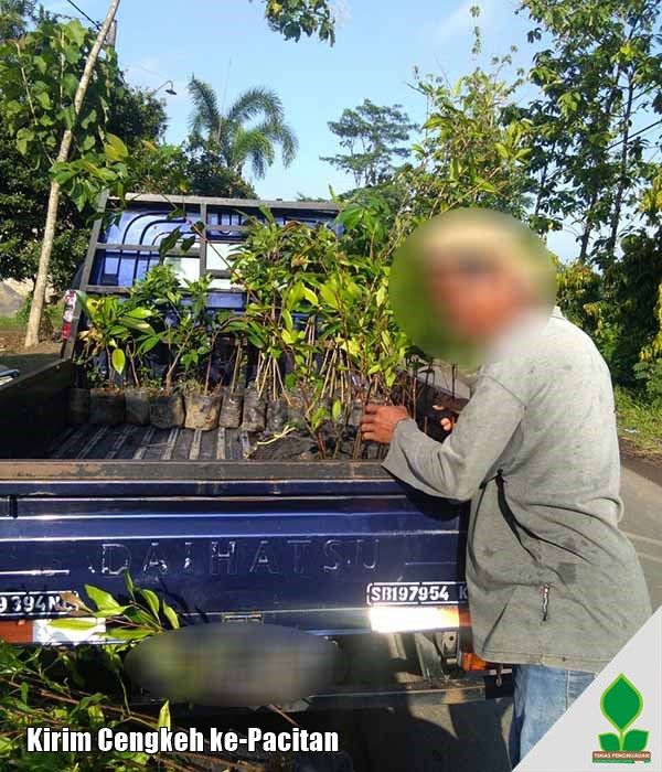 Pengiriman Cengkeh Zanzibar ke-Pacitan
