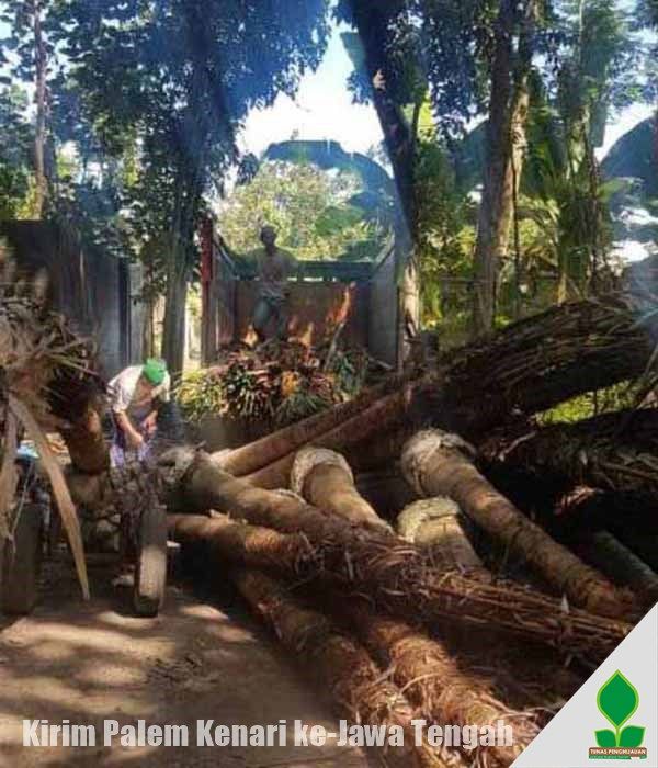 Kirim Palem Kenari ke-Jawa Tengah