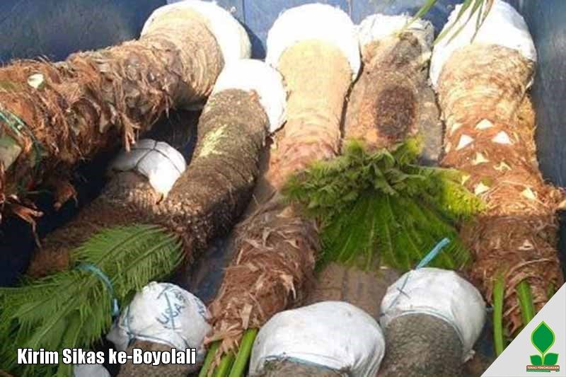 Kirim Palem Sikas ke-Boyolali