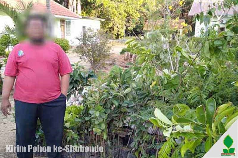 Kirim Aneka Tanaman Pohon ke-Situbondo