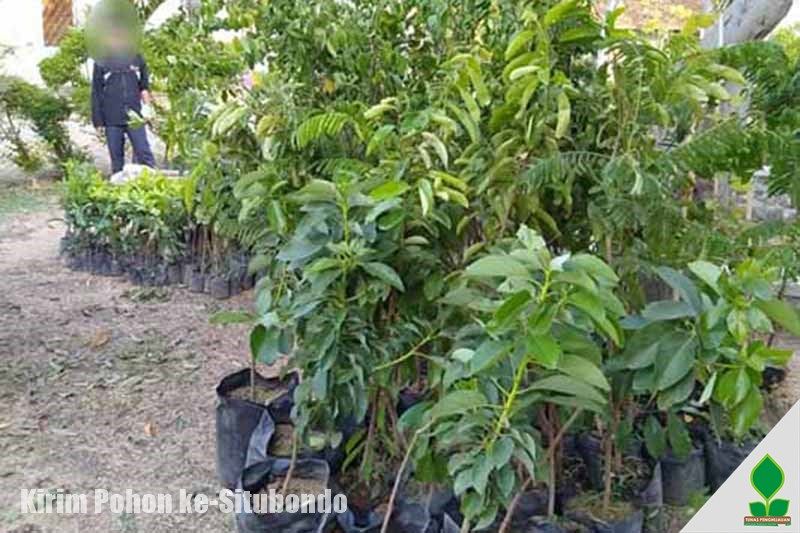 Kirim Aneka Tanaman Pohon ke-Situbondo