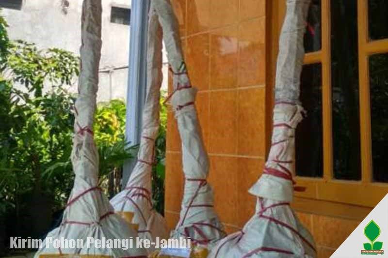 Tanaman Pohon Pelangi ke-Jambi