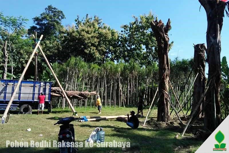 proyek pohon bodhi ke Surabaya (1)