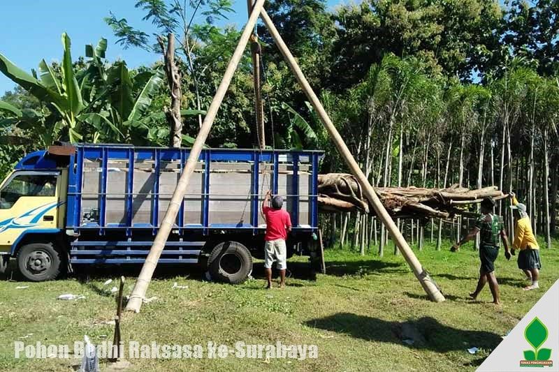 Kirim Pohon Bodhi Raksasa ke-Surabaya