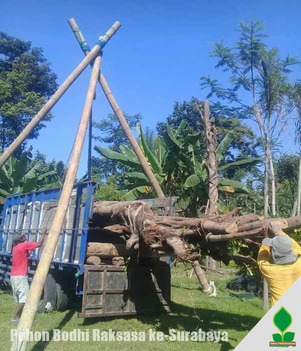 Kirim Pohon Bodhi Raksasa ke-Surabaya