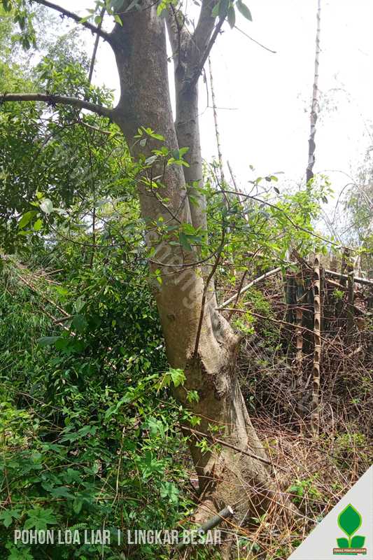 Kirim Pohon Loa/Lo 3-4 Meter ke-Mojokerto