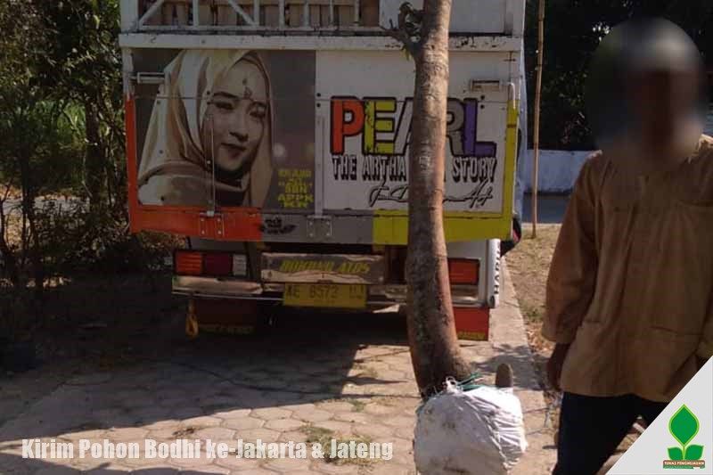 Pohon Bodhi ke-Jakarta dan Jawa Tengah