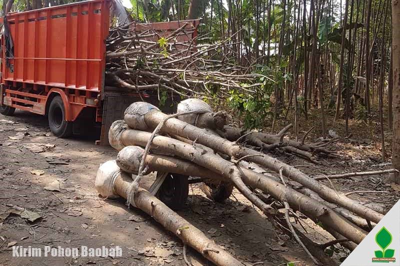 Kirim Pohon Baobab untuk Penghijauan