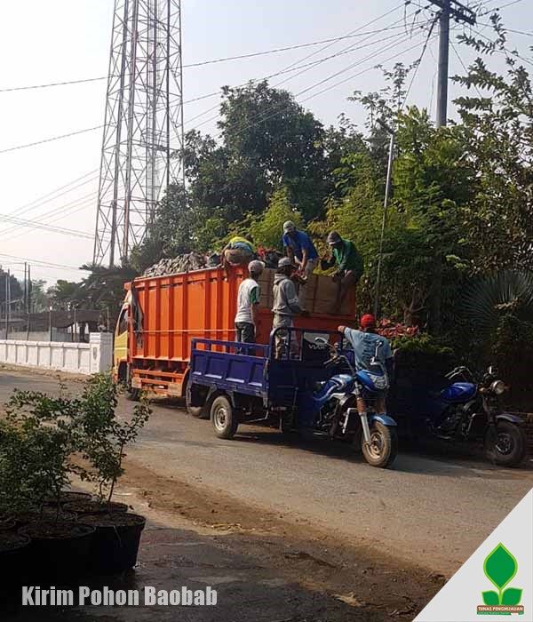 Kirim Pohon Baobab untuk Penghijauan