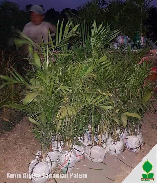 Kirim Pohon Palem untuk Peneduh Kantor