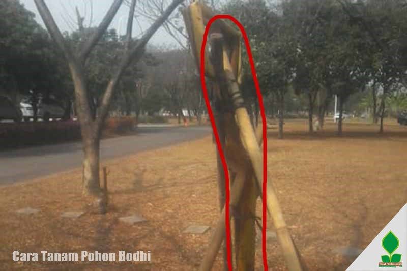 Cara Tanam Pohon Bodhi