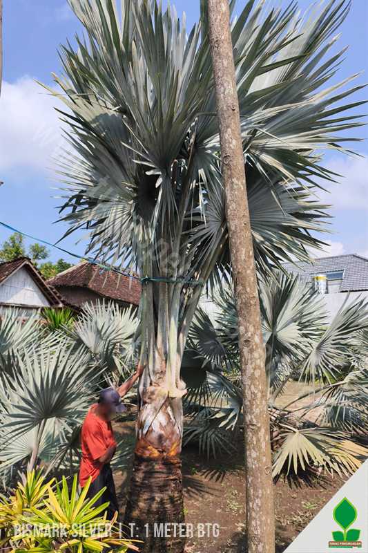 Palem Bismarkia T: 3-4 Meter