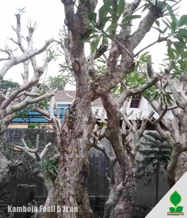 Daftar Harga Kamboja Fosil Terbaru