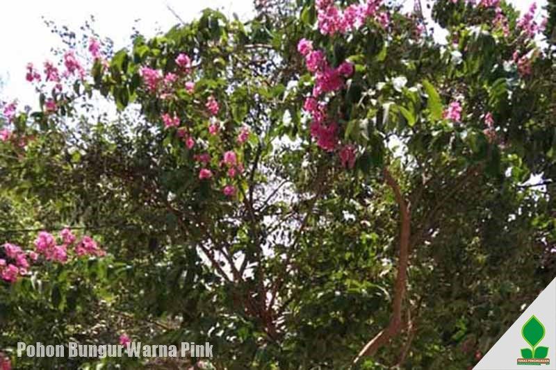 Cantiknya Tanaman Pohon Bungur Pink