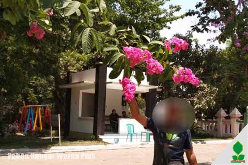 jual pohon bungur pink