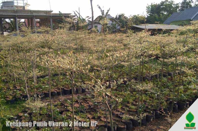 Ready Stok Ketapang Putih Ukuran 2 Meter UP