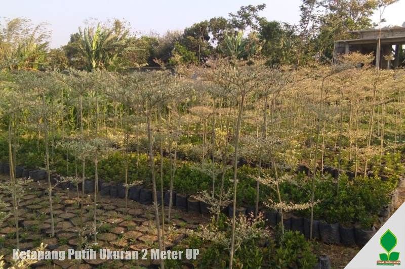 suplier ketapang murah jawa timur