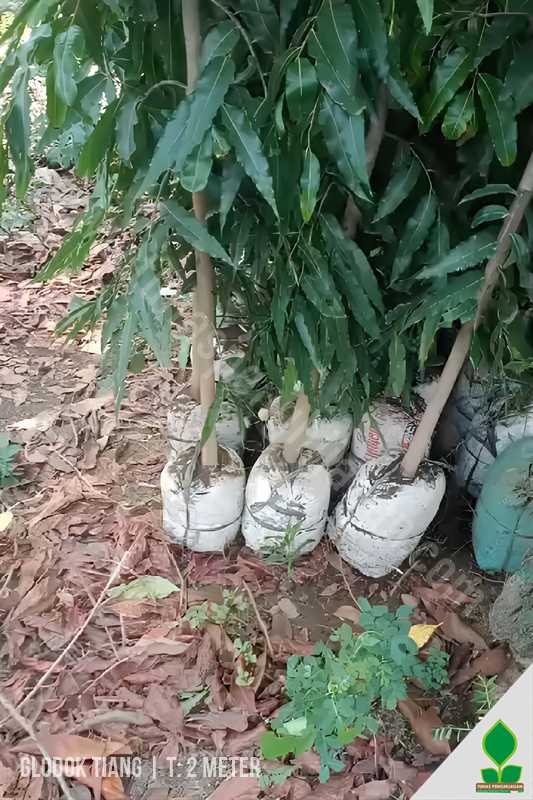 Jual Pohon Glodok Tiang Tinggi 1-2 Meter