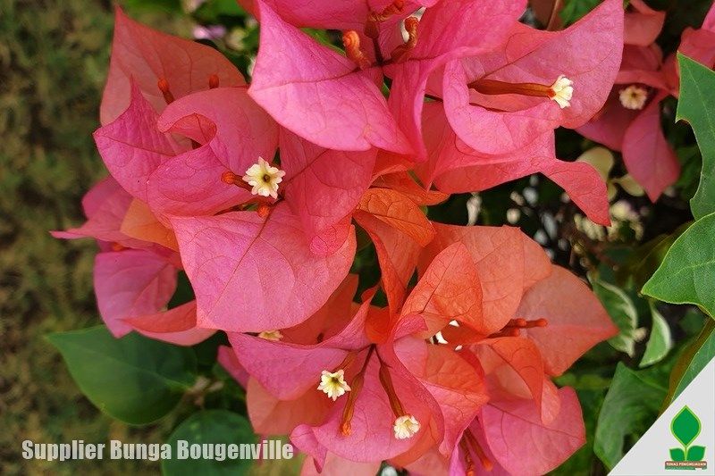 Jual Tanaman Bougenville Murah