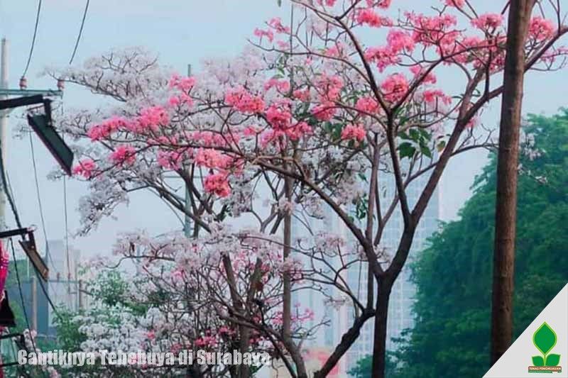 Pesona Bunga Tabebuya di Surabaya Jawa Timur
