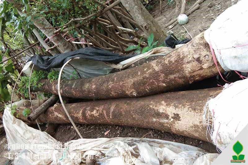 Jual Pohon Trembesi Aneka Ukuran