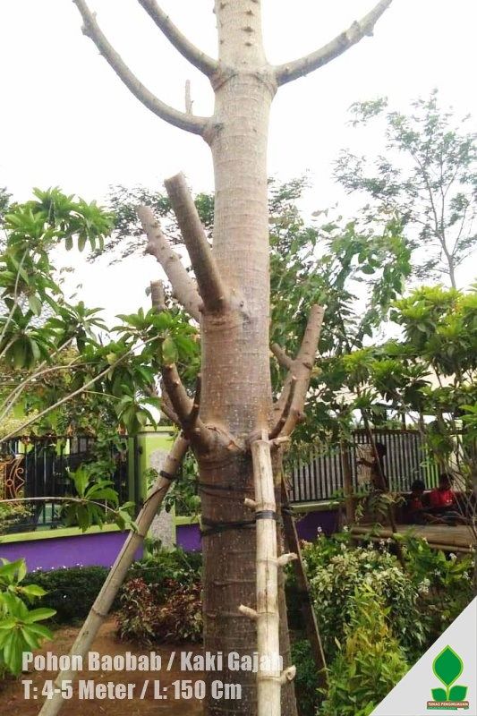 pohon baobab jakarta