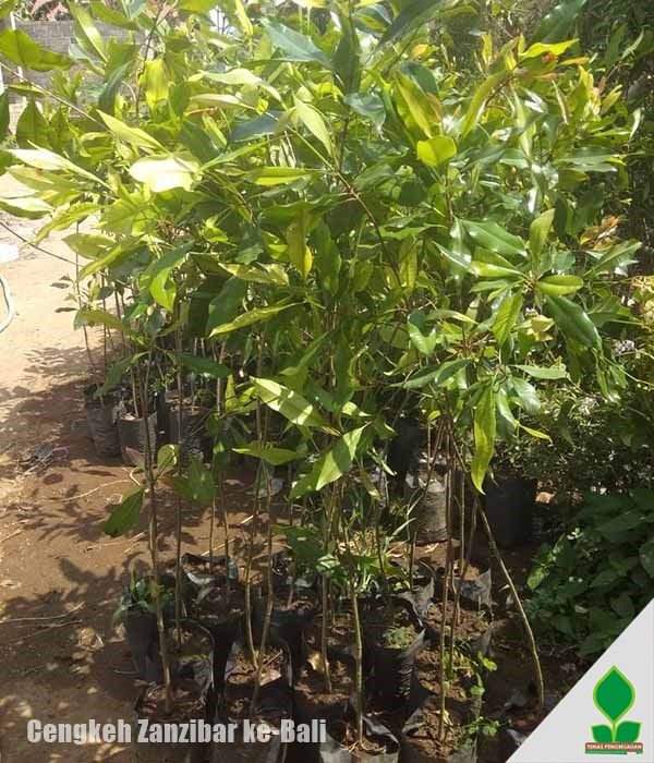 Grosir Bibit Cengkeh di bali