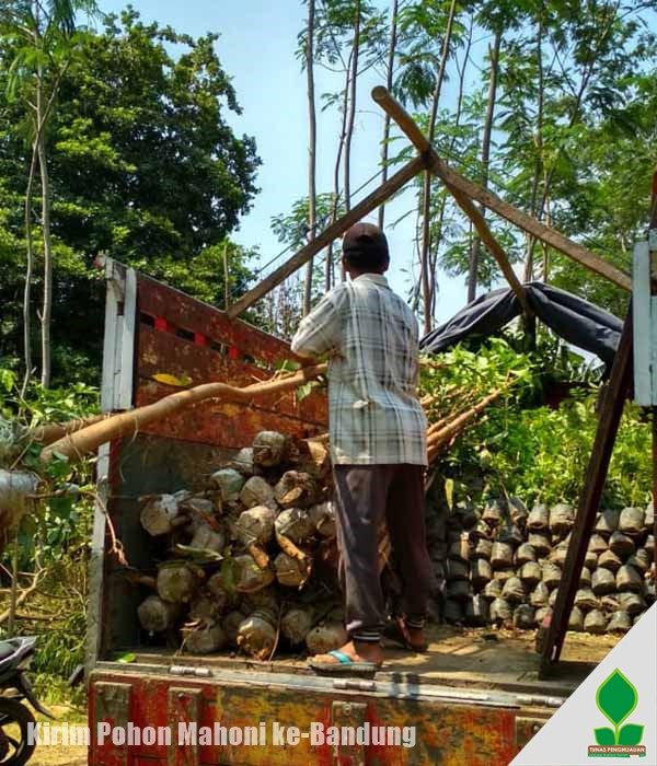 Pohon Mahoni untuk Penghijauan di Bandung