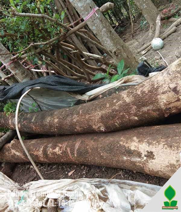 Suplier Pohon Trembesi Aneka Ukuran