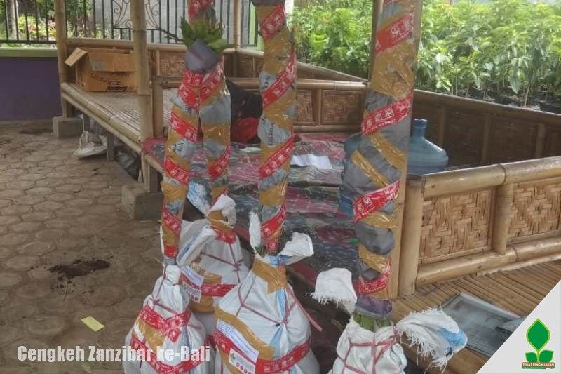 Cengkeh Zanzibar Super 1 Meter UP ke-Denpasar