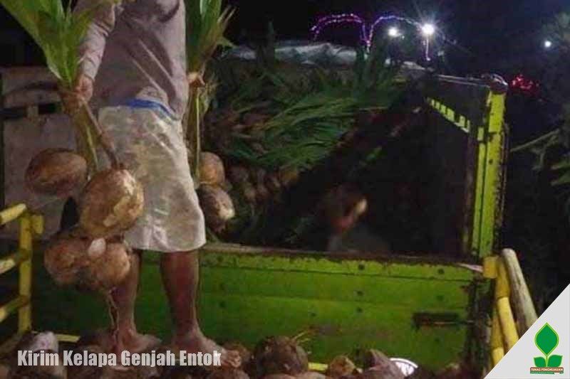 1.400 Kelapa Genjah Entok Siap Dikirim