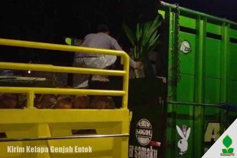 grosir bibit kelapa murah