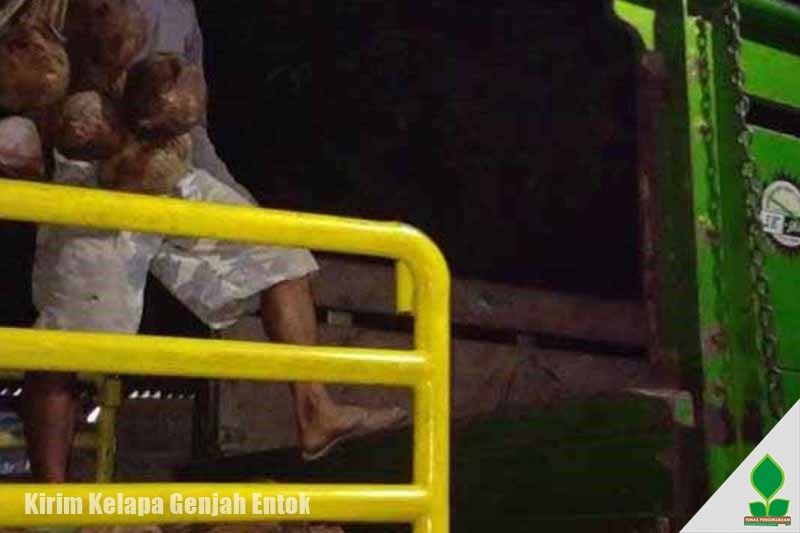 bibit kelapa genjah entok