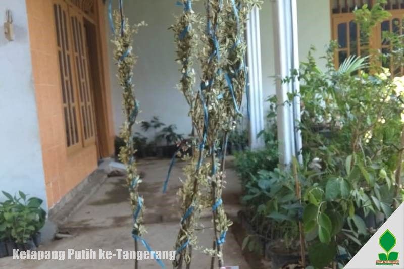 ketapang harga murah