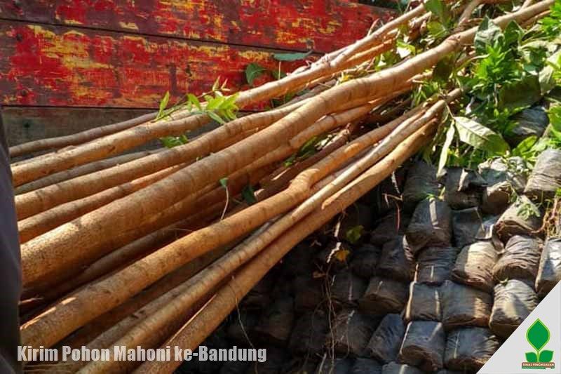 jual pohon mahoni di bandung