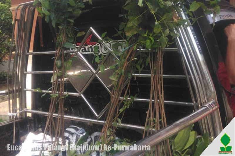 jual pohon pelangi di purwakarta