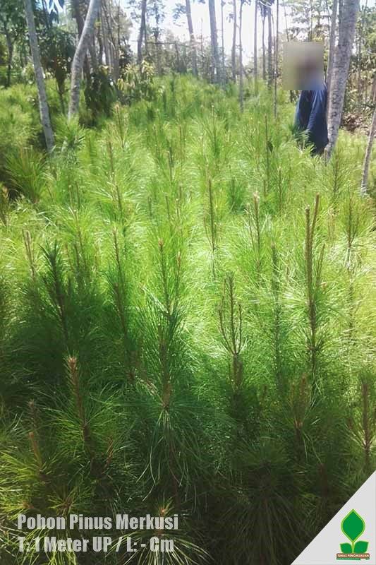 Jual Pinus  Merkusi T 1 Meter  UP Tunas Penghijauan