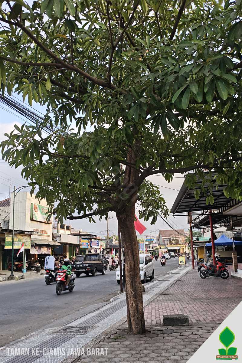 Aneka Tanaman untuk Taman ke-Ciamis Jawa Barat