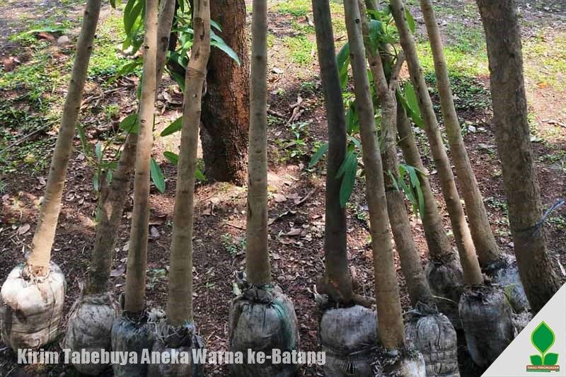 jual pohon tabebuya di batang, jawa tengah