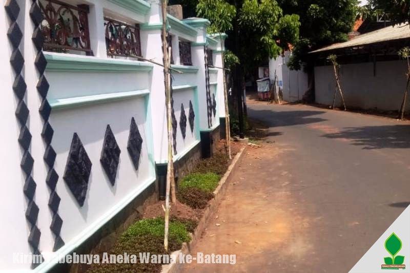 tanam pohon tabebuya di jawa tengah
