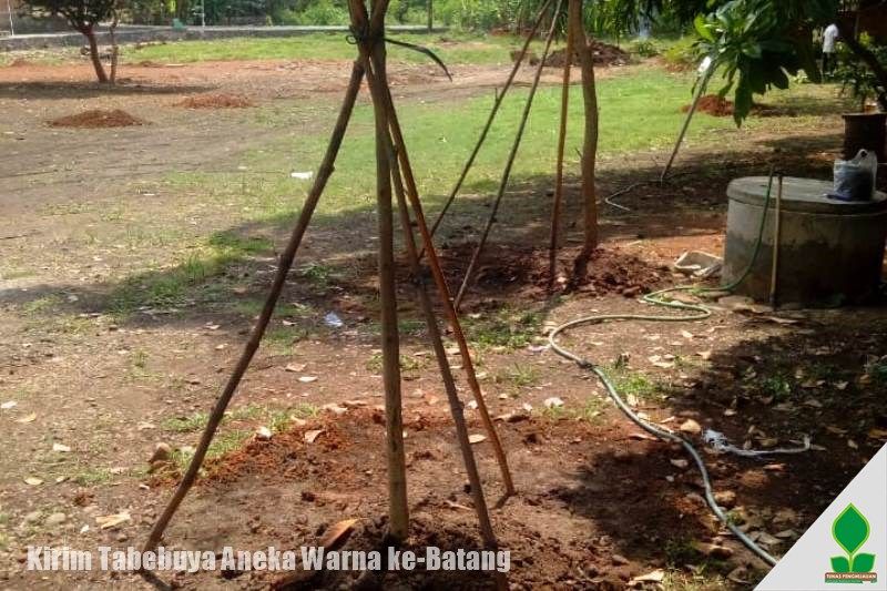 grosir pohon tabebuya di batang, jawa tengah