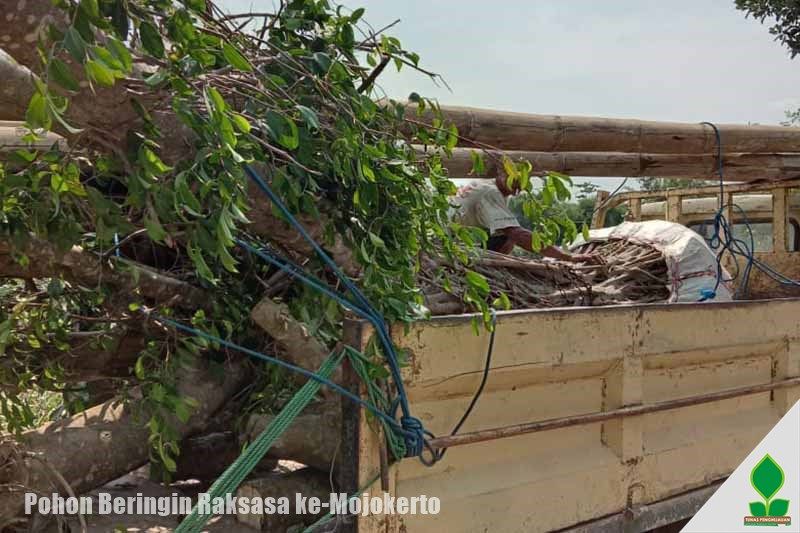 jual pohon beringin raksasa