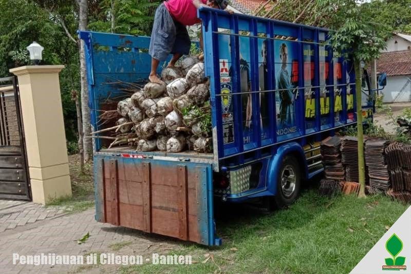 jual tanaman di cilegon