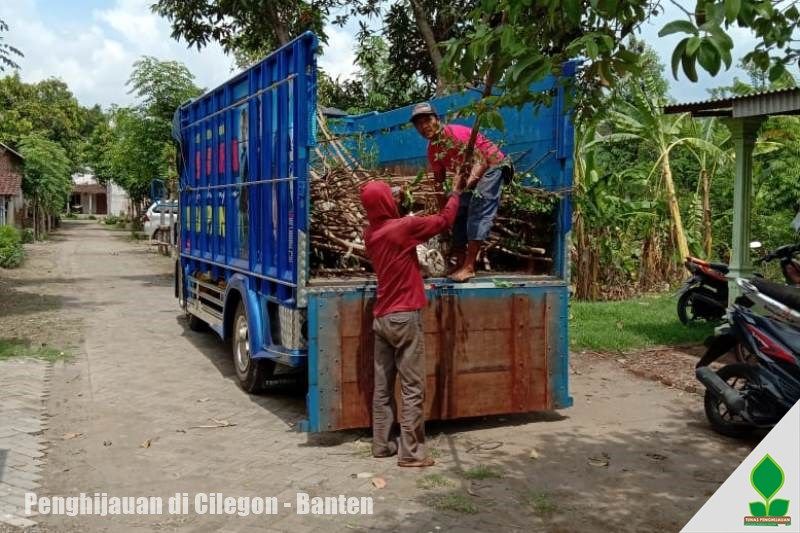 grosir pohon tabebuya di banten