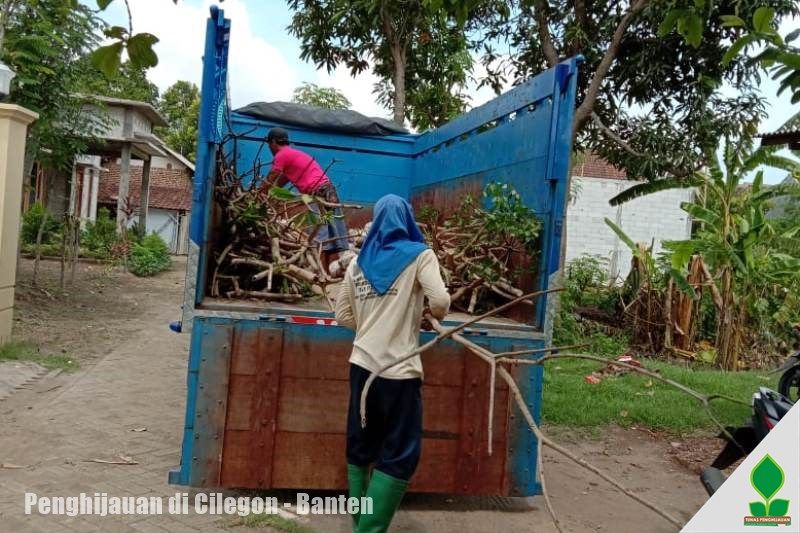 Pohon Penghijauan Berbunga ke-Cilegon Banten