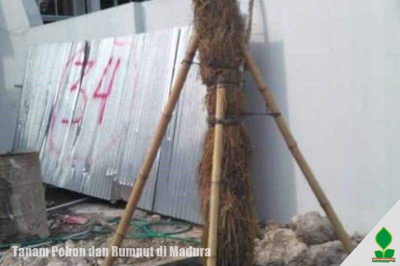 jual pohon trembesi di madura