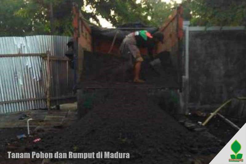 Kirim Rumput Jepang dan Penanaman Pohon